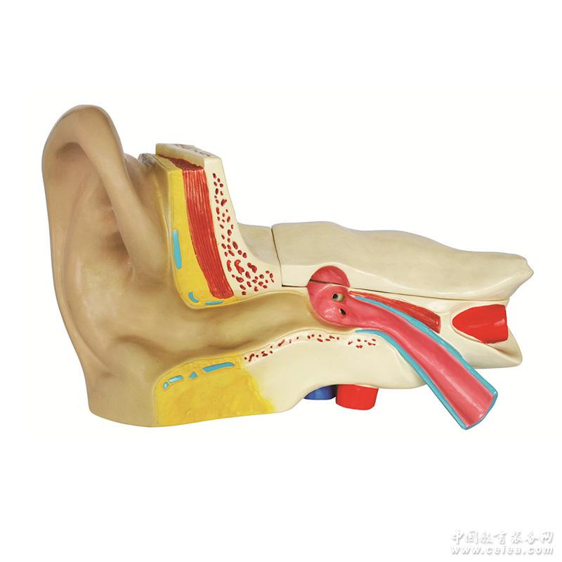 HumanEar耳解剖放大模型（6倍）
