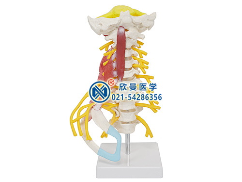 XM-137A颈椎肌肉带脑干附神经模型
