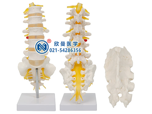 XM-134A腰骶椎与脊神经模型
