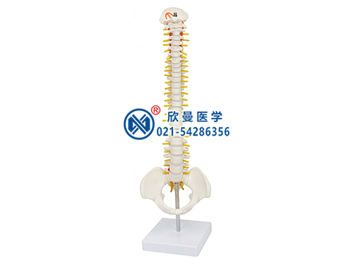 XM-129-1缩小脊柱带骨盆模型
