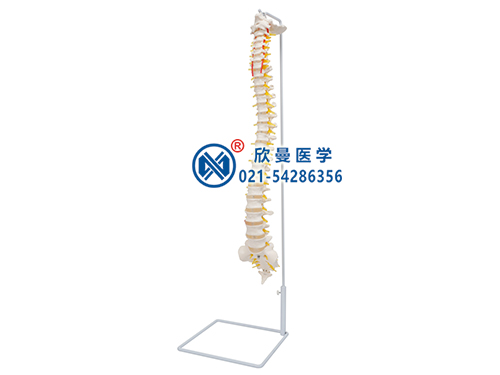 XM-128脊柱骨模型
