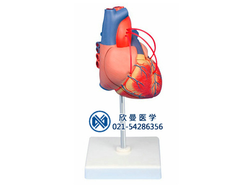 心脏搭桥模型
