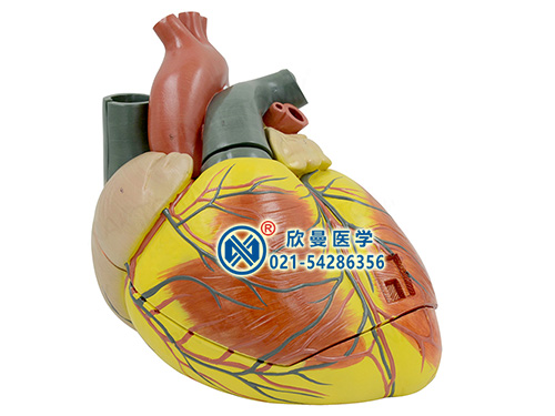 带数字标识心脏解剖放大模型
