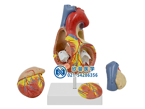 带数字标识心脏解剖放大模型
