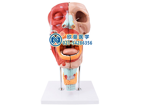 带数字标识鼻、口、咽、喉腔分解模型
