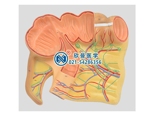 带数字标识盲肠阑尾放大模型
