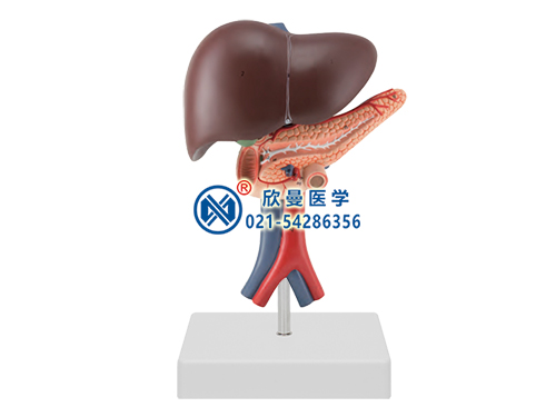带数字标识肝胰十二指肠模型
