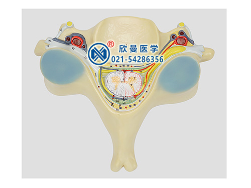 带数字标识脊髓横断模型
