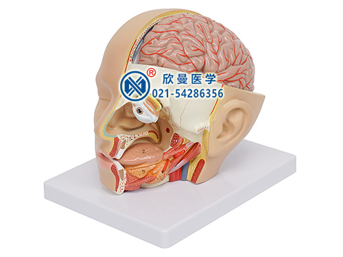 头部解剖模型（颅脑矢状窦解剖模型）
