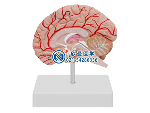 右半脑带血管和神经模型
