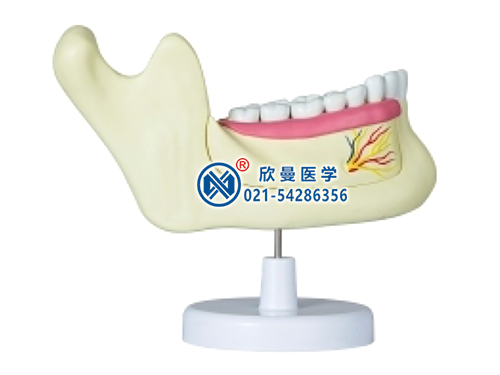 成人牙列模型成人牙列放大模型XM-903
