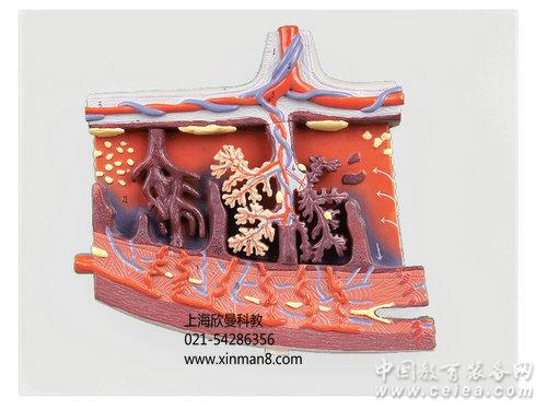 胎盘模型胎盘放大模型胎盘组织放大模型
