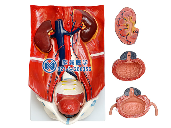 泌尿系统模型泌尿系统附腹后壁模型XM-701
