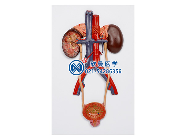 男性泌尿系统模型XM-702

