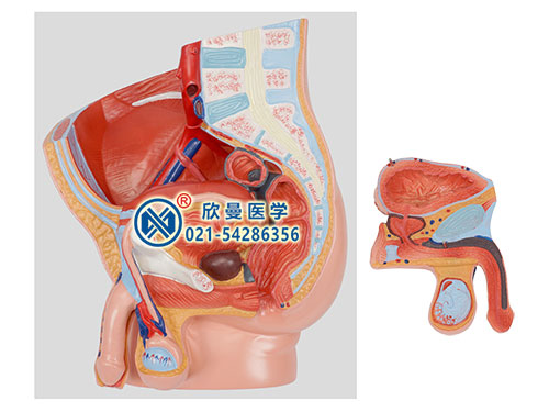 男性盆腔矢状切面模型男性盆腔模型XM-709A
