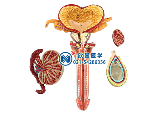 男性生殖器层次解剖模型男性生殖器模型XM-711A
