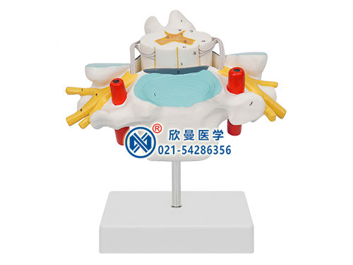 颈椎附脊髓和脊神经放大模型XM-626
