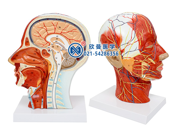 头部正中矢状切面附血管神经模型XM-629A
