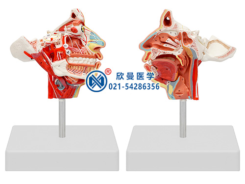 头面部血管神经模型XM-630
