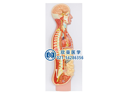 交感神经系统模型XM-640
