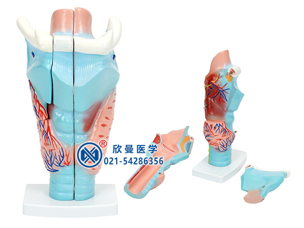 喉软骨模型喉解剖模型XM-520
