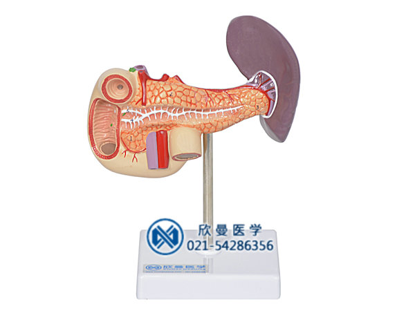 胰、十二指肠和脾模型XM-503B
