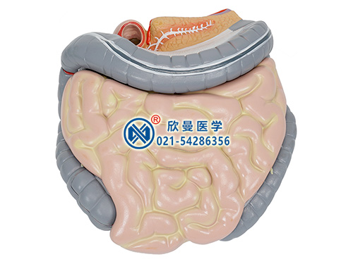结肠空回肠解剖模型XM-508
