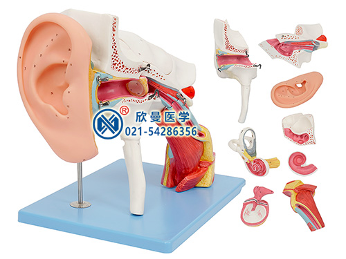 耳结构模型耳结构放大模型XM-418
