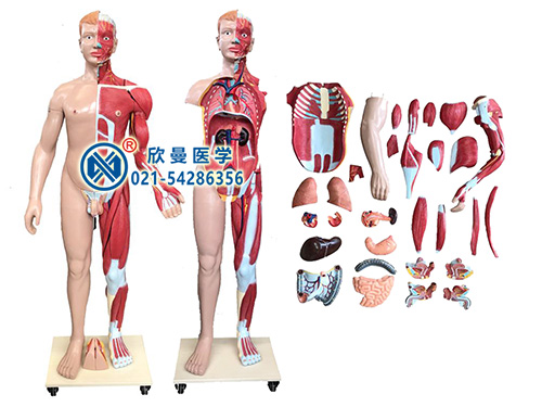 人体全身层次肌肉附内脏模型人体层次解剖模型XM-303A
