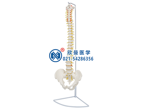 脊柱模型脊椎模型脊柱骨模型XM-129
