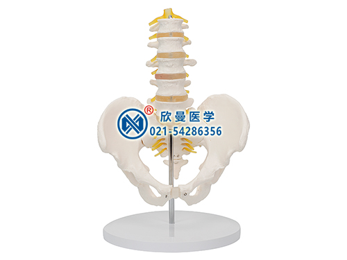 骨盆带五节腰椎模型XM-132A

