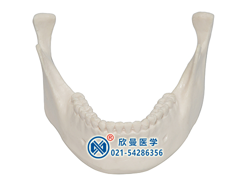 下颌骨模型XM-159
