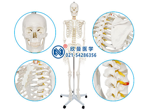 XM-101人体全身骨骼模型
