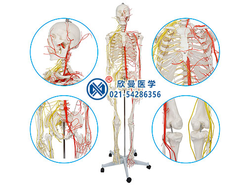 人体骨骼附动脉和神经模型
