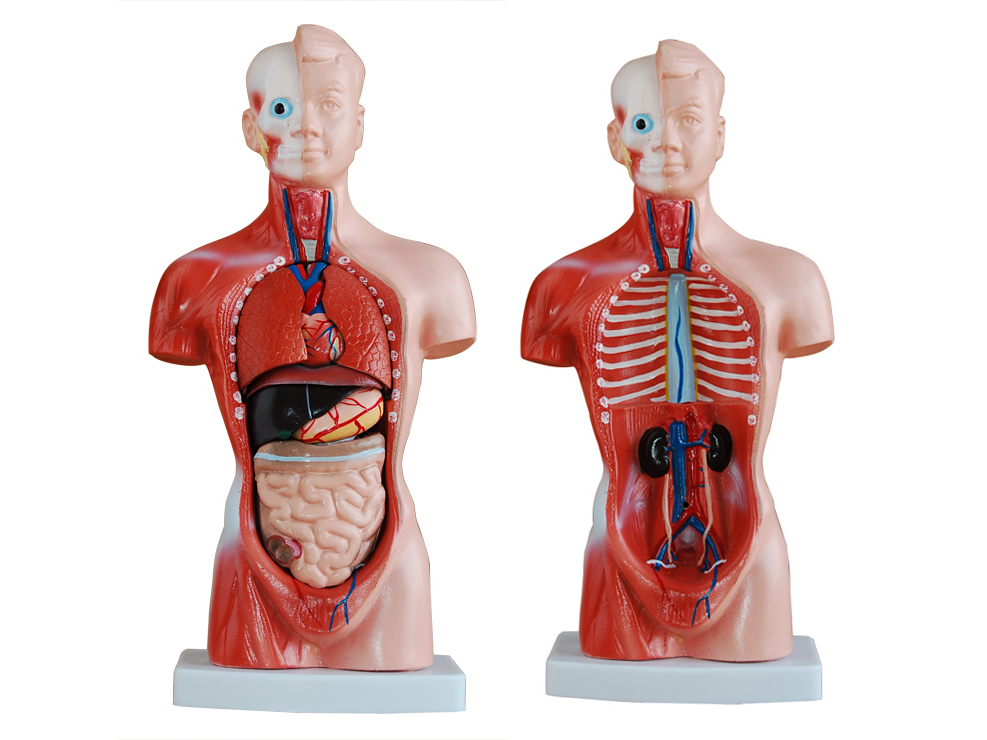 XM-203人体半身躯干模型
