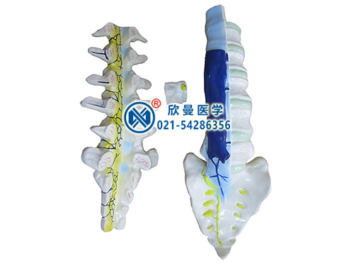 XM-651腰骶椎解剖与脊神经关系模型
