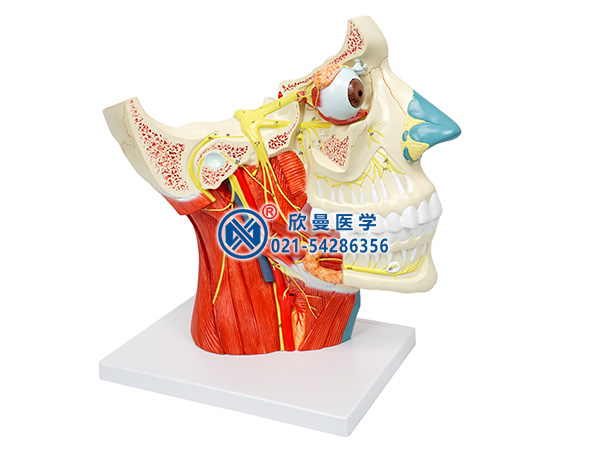 脑神经在头颈部分布模型、十二对脑神经
