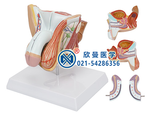 XM-711男性生殖器官结构模型
