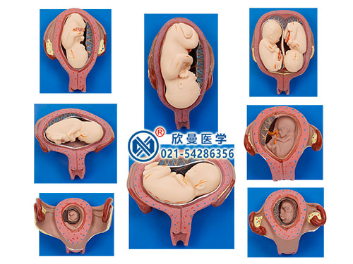 妊娠胚胎发育过程模型，胚胎发育模型
