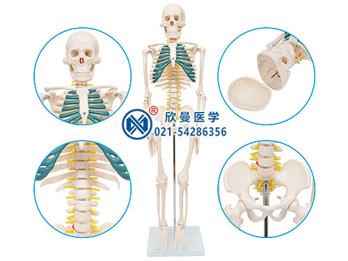 XM-105人体骨骼带神经模型
