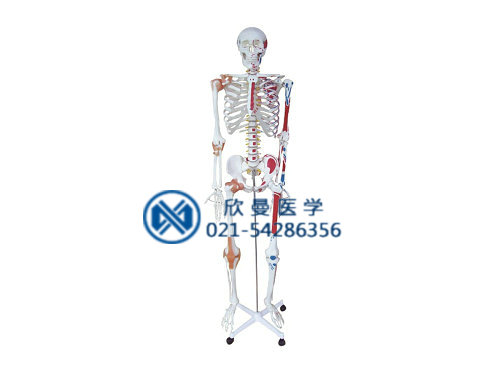 XM-114人体骨连接模型
