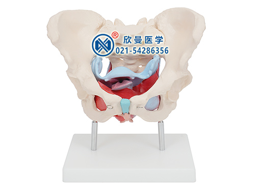 XM-131A女性骨盆及盆底肌肉模型
