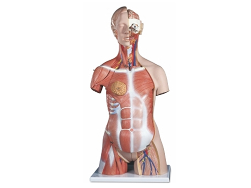 XM-210附肌肉的两性躯干模型
