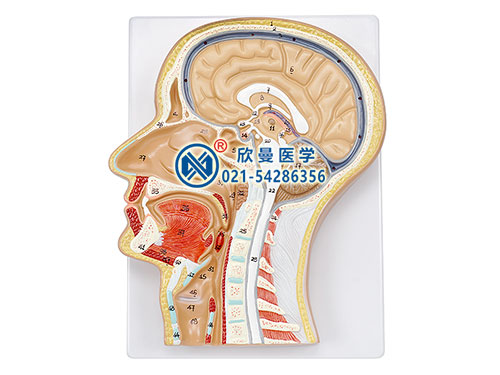 XM-629头部正中矢状切面模型
