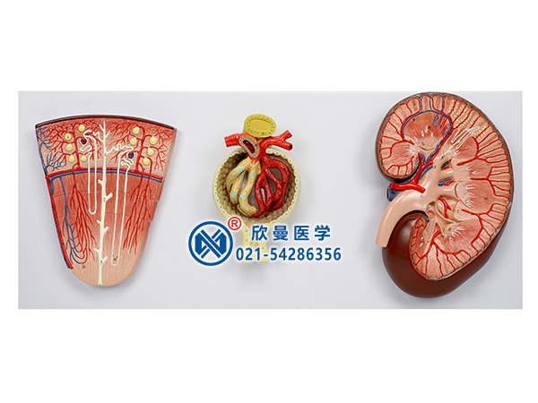 XM-706肾脏、肾单位、肾小球放大模型
