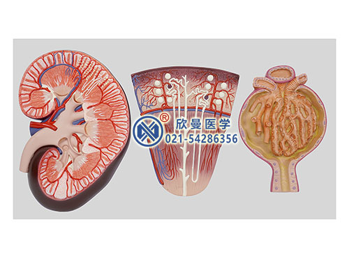 XM-706-1肾脏、肾单位、肾小球放大模型
