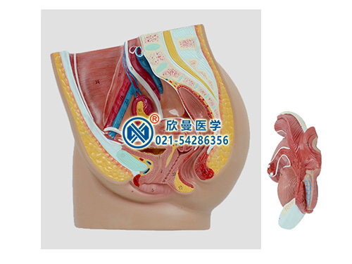 XM-710A-1带数字标识女性盆腔矢状切面模型
