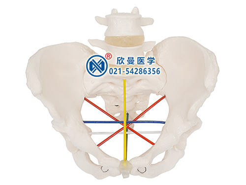 XM-F24女性骨盆测量示教模型
