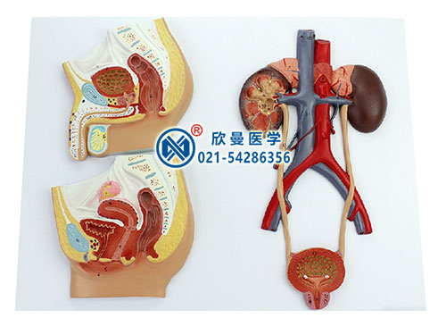 XM-702-2男女两性泌尿生殖系统解剖模型

