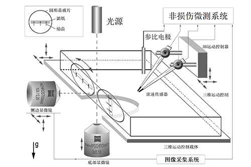 非损伤重力感知分析系统（GRASS）
